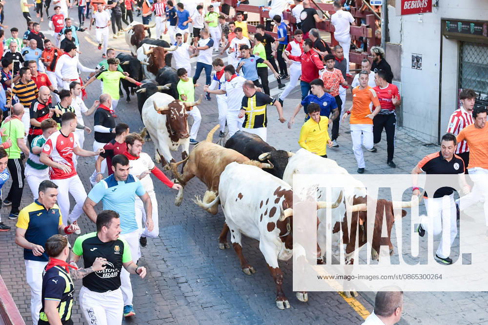 Seventh bull run of the San Sebastián de los Reyes festival in Madrid. Runners during the seventh bull run of the San Sebastián de los Reyes festival, featuring bulls from the Juan Pedro Domecq and Álvaro Núnez ranches, on August 30, 2026, in San Sebastián de los Reyes, Madrid, Spain. This is one of the most iconic events of the patron saint festivities in honor of the Santísimo Cristo de los Remedios. The route is 820 meters long and runs from the pens to the bullring, bringing together thousands of runners and spectators. During these days, there is also a nighttime bull run, bull releases, contests, and visits to the pens to see the bulls before the races. AUGUST 30, 2026 BULLS LOCAL FESTIVITIES San Sebastián de los Reyes, Madrid San Se