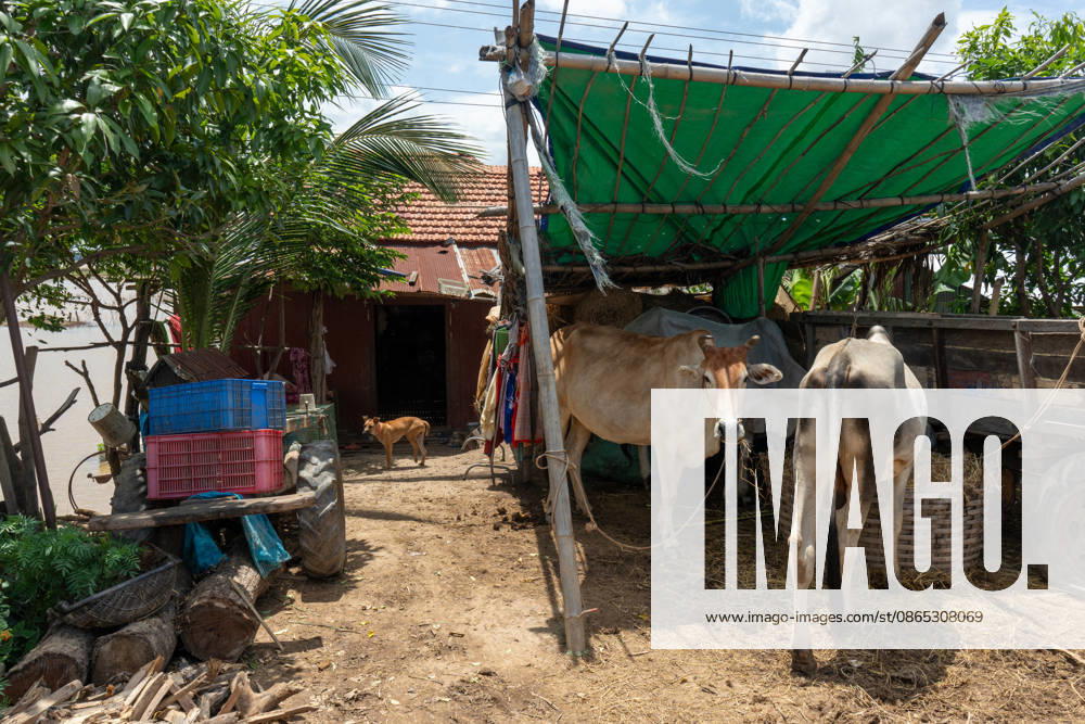 Flooded Kratie braces for another round of flooding KRATIE, CAMBODIA - AUGUST 30: Farmers in affected agricultural areas navigate boats through their fields or wade through the water, while livestock and farm equipment have been moved to higher ground along roads that remain above the floodwaters as more than 4,000 hectares of rice fields have been inundated by floods across four provinces, including Kratie province, Cambodia, as seen on August 30, 2026. Magdalena Chodownik Anadolu Kratie Cambodia. Editorial use only. Please get in touch for any other usage.