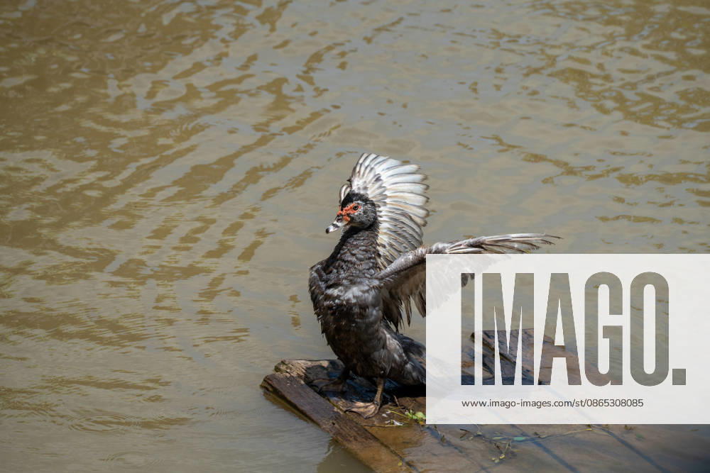 Flooded Kratie braces for another round of flooding KRATIE, CAMBODIA - AUGUST 30: A musk duck is seen as more than 4,000 hectares of rice fields have been inundated by floods across four provinces, including Kratie province, Cambodia, as seen on August 30, 2026. Farmers in affected agricultural areas navigate boats through their fields or wade through the water, while livestock and farm equipment have been moved to higher ground along roads that remain above the floodwaters. Magdalena Chodownik Anadolu Kratie Cambodia. Editorial use only. Please get in touch for any other usage.