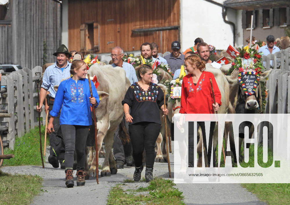 Schweiz Alpabtrieb,Alpabzug. Der Alpabtrieb nach Wassen wird 2026 nicht durchgefuehrt wegen einer Grossbaustelle. Bild. Kuehe der Alp Hinterfeld laufen daher nur bis Meiental Kanton URI