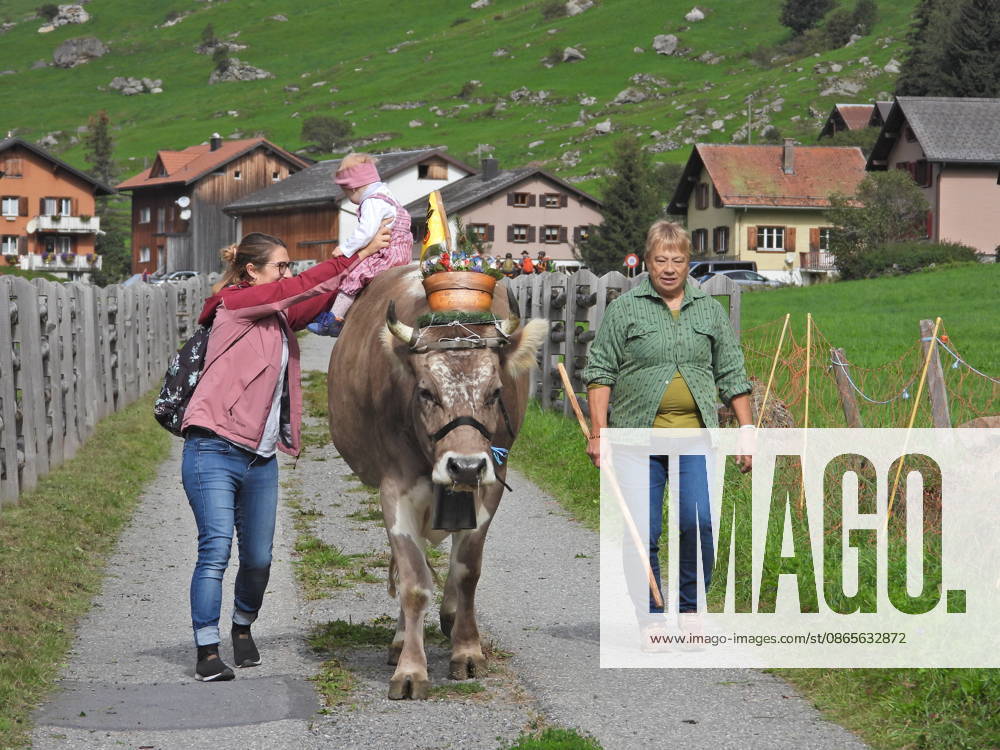 Schweiz Alpabtrieb,Alpabzug. Der Alpabtrieb nach Wassen wird 2026 nicht durchgefuehrt wegen einer Grossbaustelle. Bild. Kuehe der Alp Hinterfeld laufen daher nur bis Meiental Kanton URI