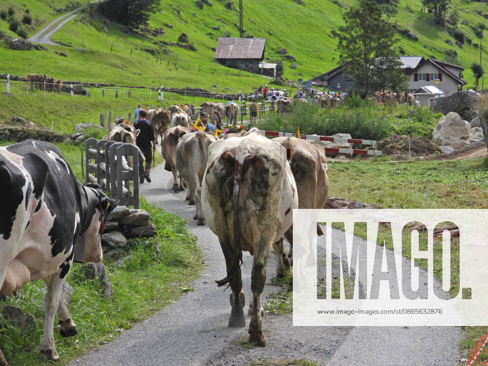 Schweiz Alpabtrieb,Alpabzug. Der Alpabtrieb nach Wassen wird 2026 nicht durchgefuehrt wegen einer Grossbaustelle. Bild. Kuehe der Alp Hinterfeld laufen daher nur bis Meiental Kanton URI