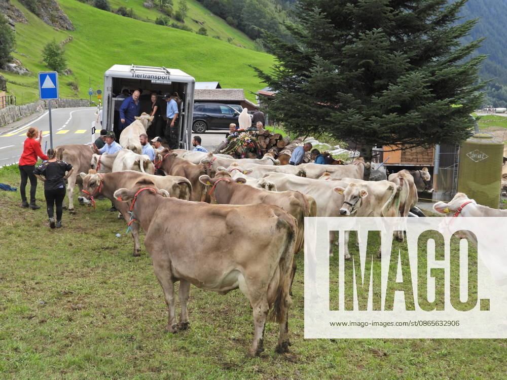 Schweiz Alpabtrieb,Alpabzug. Der Alpabtrieb nach Wassen wird 2026 nicht durchgefuehrt wegen einer Grossbaustelle. Bild. Kuehe der Alp Hinterfeld laufen daher nur bis Meiental Kanton URI .Verlad der Kuehe in Lastwagen.