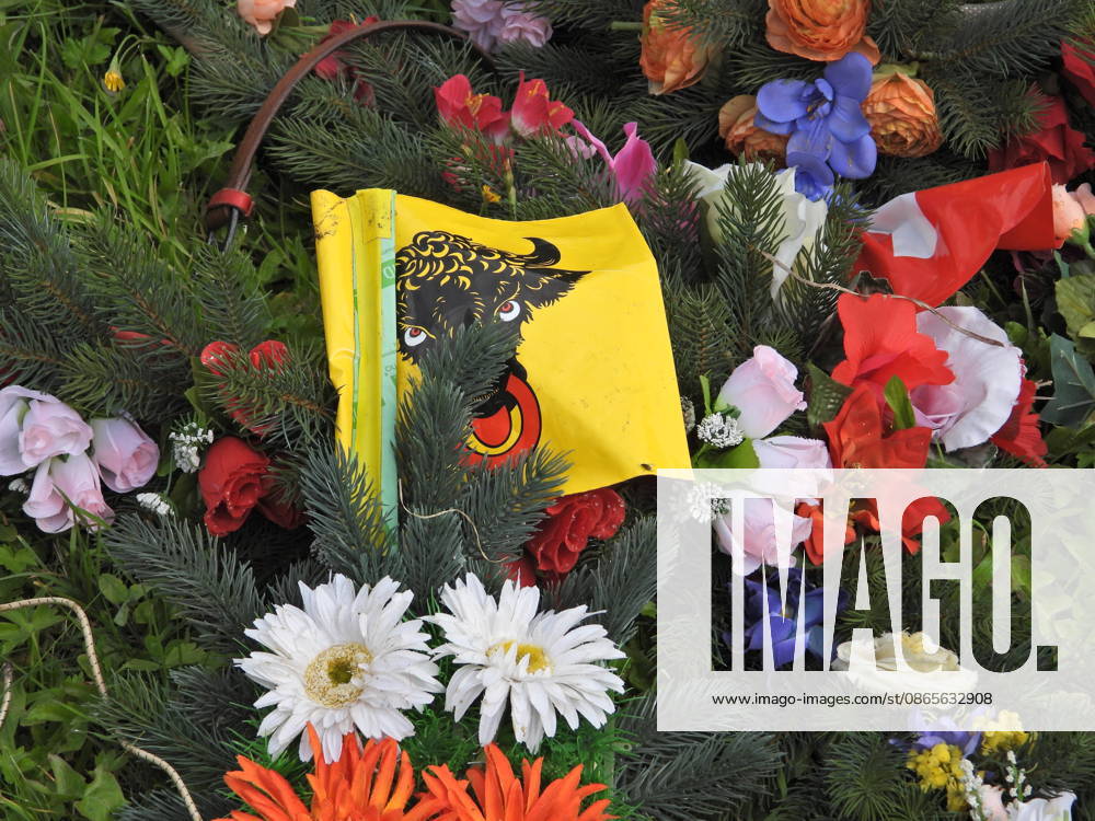 Schweiz Alpabtrieb,Alpabzug. Der Alpabtrieb nach Wassen wird 2026 nicht durchgefuehrt wegen einer Grossbaustelle. Bild. Kuehe der Alp Hinterfeld laufen daher nur bis Meiental Kanton URI . Blumenschmuck und Urnerfahne.