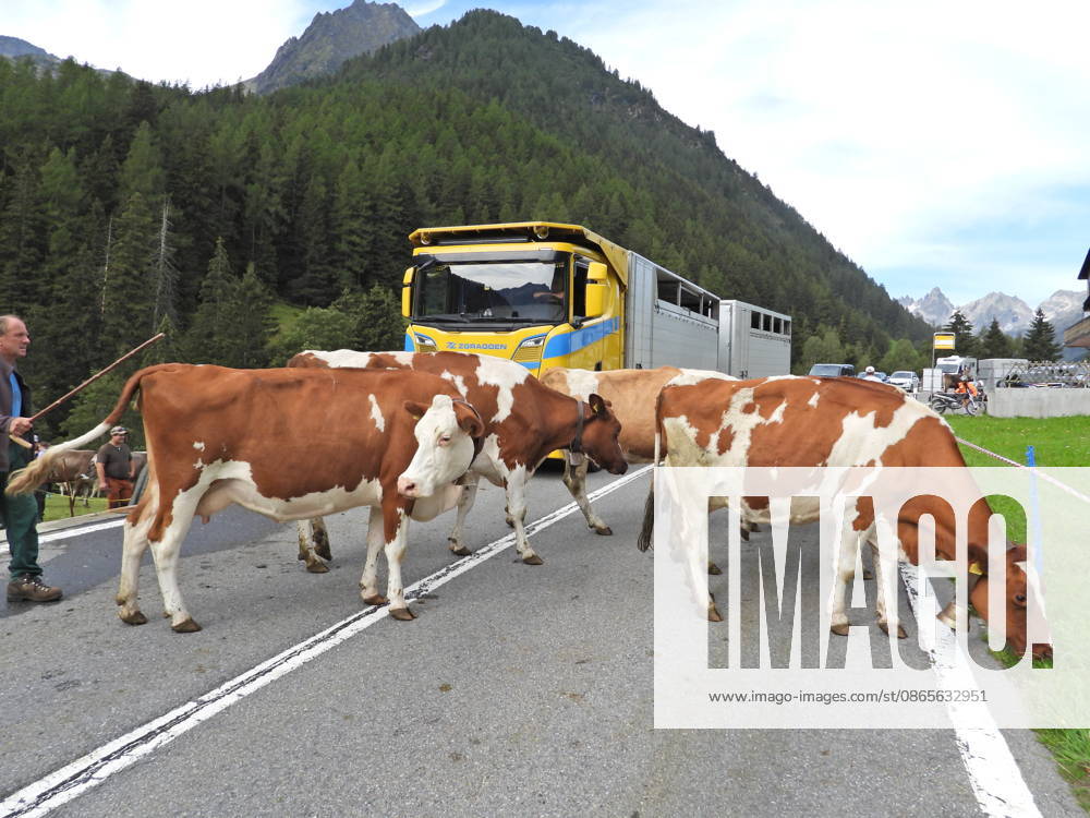 Schweiz Alpabtrieb,Alpabzug. Der Alpabtrieb nach Wassen wird 2026 nicht durchgefuehrt wegen einer Grossbaustelle. Bild. Kuehe der Alp Hinterfeld laufen daher nur bis Meiental Kanton URI . Hinten ein Viehtransporter der Firma Zgraggen.
