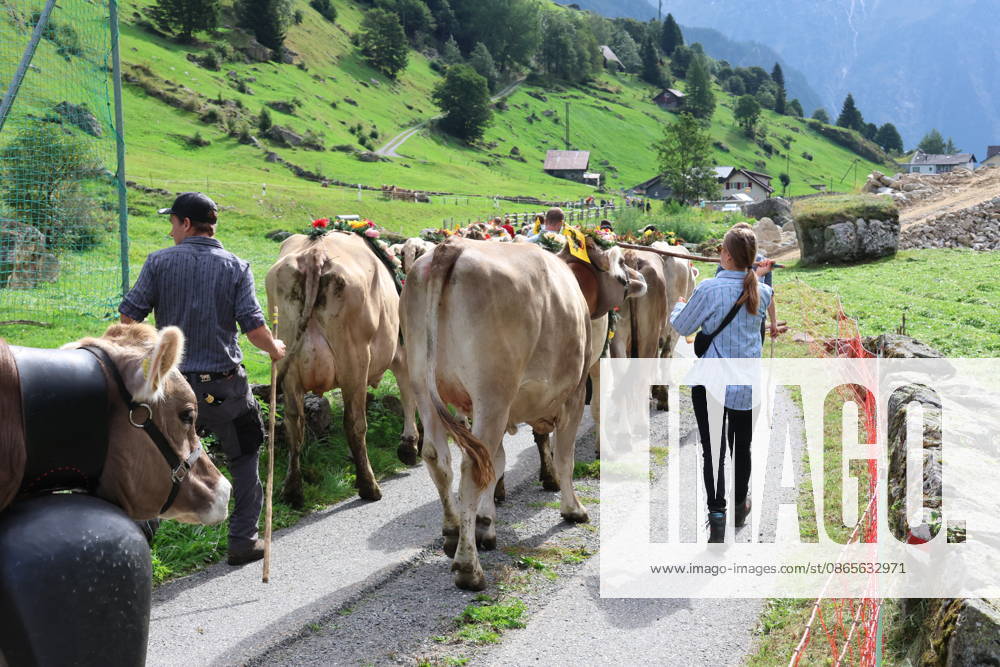 Schweiz Alpabtrieb,Alpabzug. Der Alpabtrieb nach Wassen wird 2026 nicht durchgefuehrt wegen einer Grossbaustelle. Bild. Kuehe der Alp Hinterfeld laufen daher nur bis Meiental Kanton URI