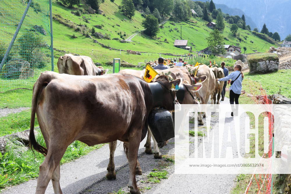 Schweiz Alpabtrieb,Alpabzug. Der Alpabtrieb nach Wassen wird 2026 nicht durchgefuehrt wegen einer Grossbaustelle. Bild. Kuehe der Alp Hinterfeld laufen daher nur bis Meiental Kanton URI