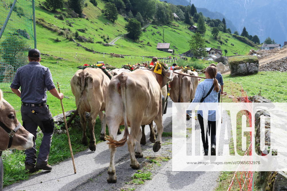 Schweiz Alpabtrieb,Alpabzug. Der Alpabtrieb nach Wassen wird 2026 nicht durchgefuehrt wegen einer Grossbaustelle. Bild. Kuehe der Alp Hinterfeld laufen daher nur bis Meiental Kanton URI