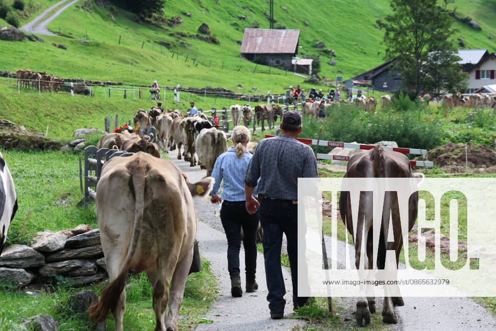 Schweiz Alpabtrieb,Alpabzug. Der Alpabtrieb nach Wassen wird 2026 nicht durchgefuehrt wegen einer Grossbaustelle. Bild. Kuehe der Alp Hinterfeld laufen daher nur bis Meiental Kanton URI