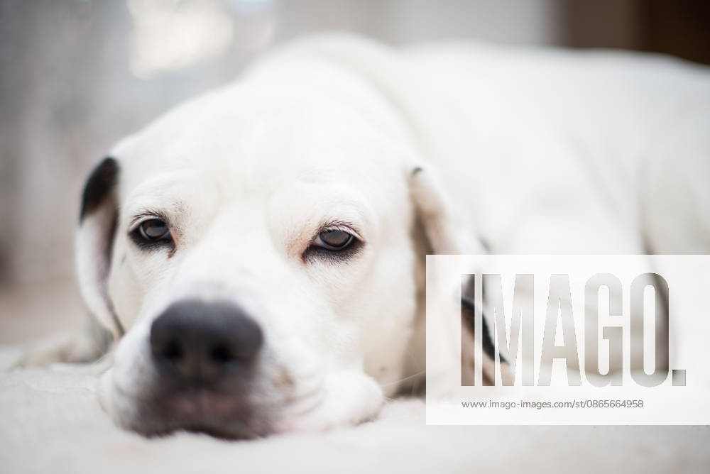 White dog with soulful eyes lying down Grand Prairie, Texas, United States R_WHXU260901-2088546-01 ,model released, Symbolfoto ,property released