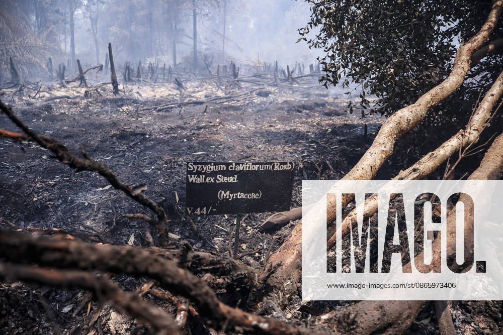 Forest and Peatland Fire in Ogan Ilir, South Sumatra Smoke rises from a forest and peatland fire at Kebun Raya Sriwijaya in North Inderalaya, Ogan Ilir, South Sumatra, Indonesia, on September 5, 2026. South Sumatra Indonesia