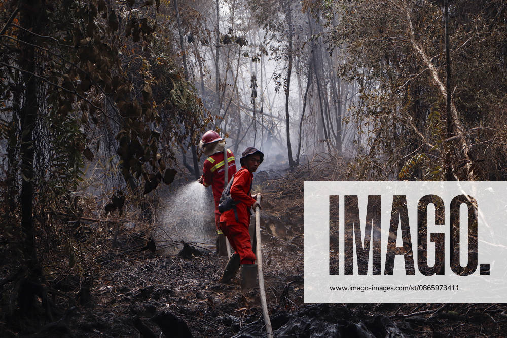 Forest and Peatland Fire in Ogan Ilir, South Sumatra Manggala Agni firefighters work to extinguish a forest and peatland fire in Kebun Raya Sriwijaya, North Inderalaya, Ogan Ilir, South Sumatra, Indonesia, on September 5, 2026. South Sumatra Indonesia