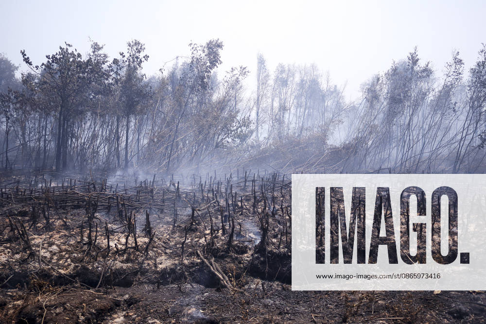 Forest and Peatland Fire in Ogan Ilir, South Sumatra Smoke rises from a forest and peatland fire at Kebun Raya Sriwijaya in North Inderalaya, Ogan Ilir, South Sumatra, Indonesia, on September 5, 2026. South Sumatra Indonesia