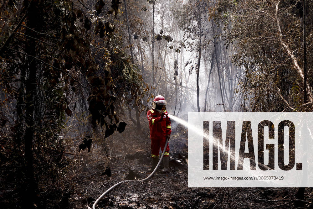 Forest and Peatland Fire in Ogan Ilir, South Sumatra Manggala Agni firefighters work to extinguish a forest and peatland fire in Kebun Raya Sriwijaya, North Inderalaya, Ogan Ilir, South Sumatra, Indonesia, on September 5, 2026. South Sumatra Indonesia