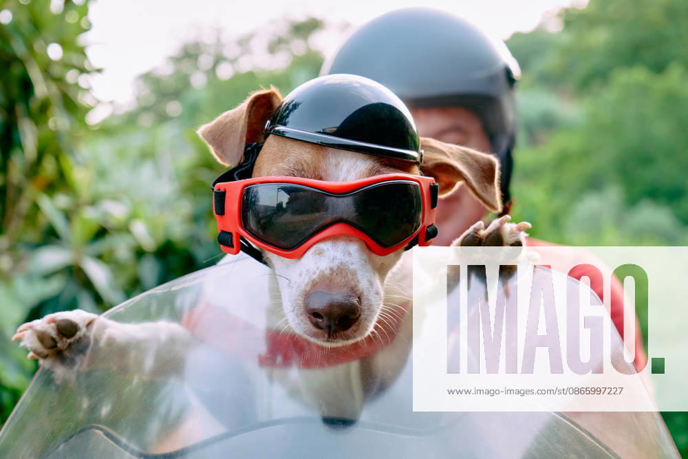 Male owner rides a motorcycle with his dog wearing a helmet model released, Symbolfoto property released, CATF01120