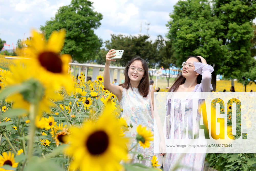 Tourists relax and view flowers in a sea of sunflowers along the riverfront in Chongchuan District on September 6, 2026 in Nantong, Jiangsu Province of China. The riverside flower area is part of the ecological restoration of Nantang Langshan National Forest Park, transforming the former industrial zone into a scenic destination for residents and visitors.