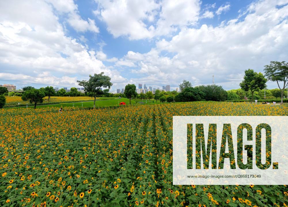 Tourists relax and view sunflowers in a flower sea along the Yangtze River in Chongchuan District on September 6, 2026 in Nantong, Jiangsu Province of China. The flower sea is part of the ecological restoration of Nantong Langshan National Forest Park.