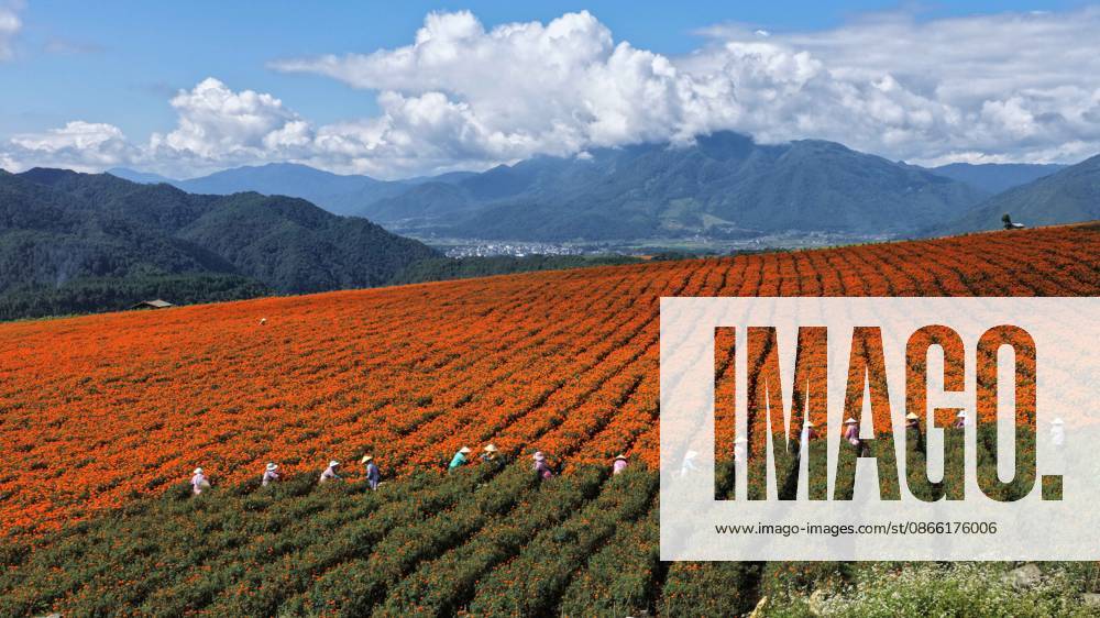 (260907) -- BEIJING, Sept. 7, 2026 -- A drone photo taken on Sept. 7, 2026 shows farmers harvesting marigold flowers in Tengchong, southwest China s Yunnan Province. Farmers are busy with farm work around White Dew (Bailu), one of the 24 solar terms meaning dew curdles and the start to get cold. (Photo by Xinhua) CHINA-WHITE DEW-FARM WORK (CN) GongxZujin