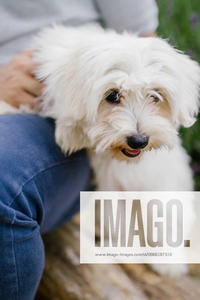 Cute white fluffy dog gets pets from its owner Kraków, Lesser Poland Voivodeship, Poland R_RPOP260826-2113547-01 ,model released, Symbolfoto ,property released