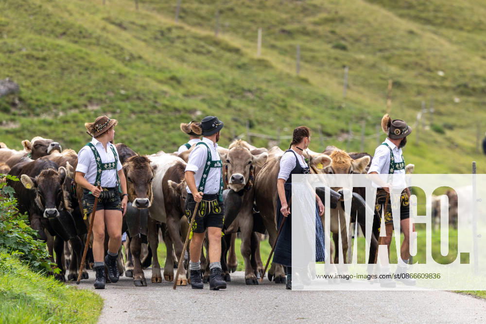 Viehscheid in Schöllang Rinder laufen bei der Viehscheid in Oberstdorf-Schöllang ins Tal. Im Allgäu wird der Almabtrieb Viehscheid genannt., Oberstdorf Bayern Deutschland