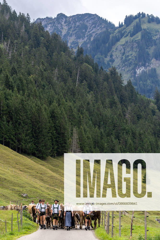 Viehscheid in Schöllang Rinder laufen bei der Viehscheid in Oberstdorf-Schöllang ins Tal. Im Allgäu wird der Almabtrieb Viehscheid genannt., Oberstdorf Bayern Deutschland