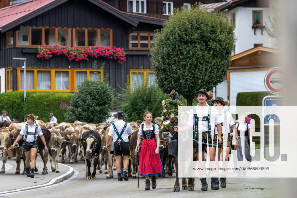 Viehscheid in Schöllang Rinder laufen bei der Viehscheid in Oberstdorf-Schöllang ins Tal. Im Allgäu wird der Almabtrieb Viehscheid genannt., Oberstdorf Bayern Deutschland