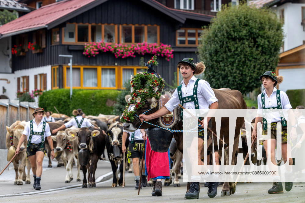 Viehscheid in Schöllang Rinder laufen bei der Viehscheid in Oberstdorf-Schöllang ins Tal. Im Allgäu wird der Almabtrieb Viehscheid genannt., Oberstdorf Bayern Deutschland