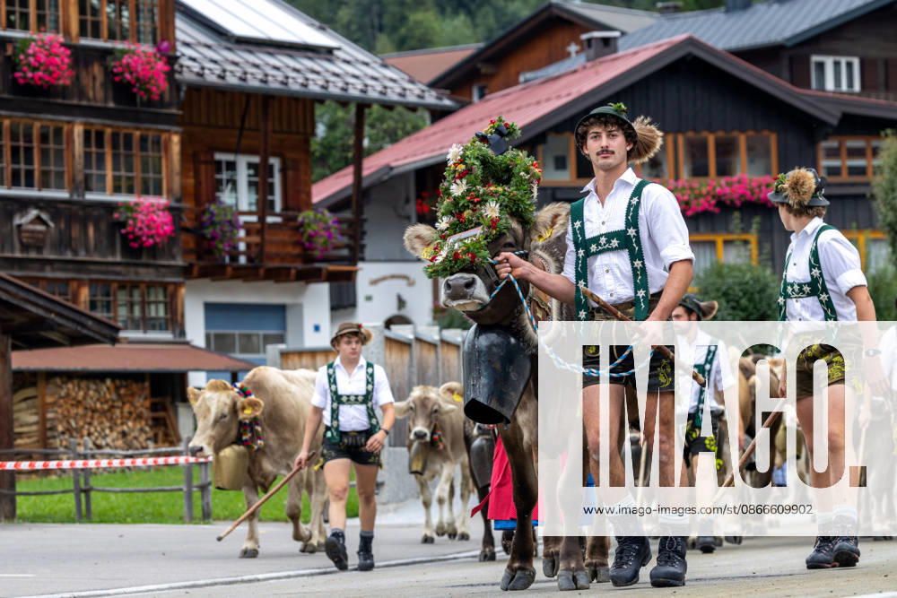 Viehscheid in Schöllang Rinder laufen bei der Viehscheid in Oberstdorf-Schöllang ins Tal. Im Allgäu wird der Almabtrieb Viehscheid genannt., Oberstdorf Bayern Deutschland