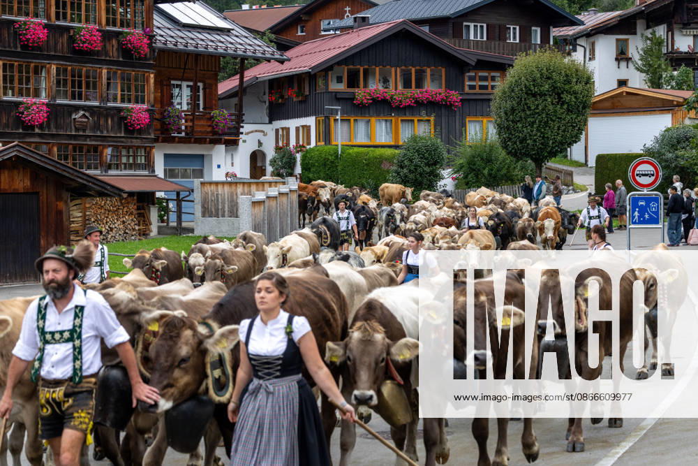 Viehscheid in Schöllang Rinder laufen bei der Viehscheid in Oberstdorf-Schöllang ins Tal. Im Allgäu wird der Almabtrieb Viehscheid genannt., Oberstdorf Bayern Deutschland