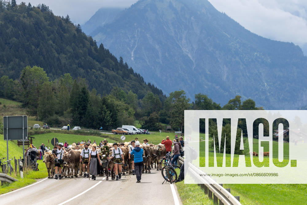 Viehscheid in Schöllang Rinder laufen bei der Viehscheid in Oberstdorf-Schöllang ins Tal. Im Allgäu wird der Almabtrieb Viehscheid genannt., Oberstdorf Bayern Deutschland