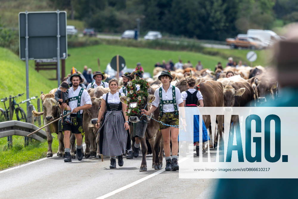 Viehscheid in Schöllang Rinder laufen bei der Viehscheid in Oberstdorf-Schöllang ins Tal. Im Allgäu wird der Almabtrieb Viehscheid genannt., Oberstdorf Bayern Deutschland