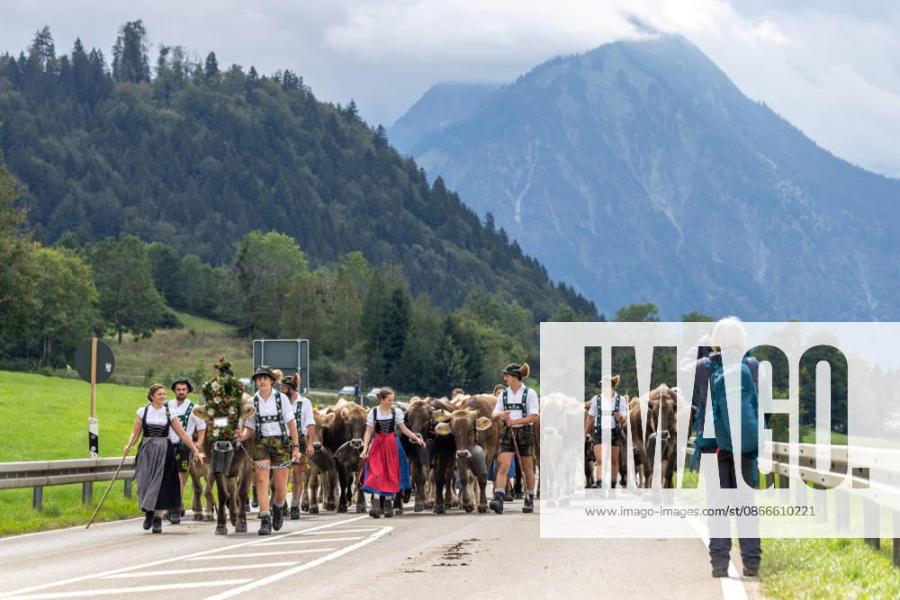 Viehscheid in Schöllang Rinder laufen bei der Viehscheid in Oberstdorf-Schöllang ins Tal. Im Allgäu wird der Almabtrieb Viehscheid genannt., Oberstdorf Bayern Deutschland