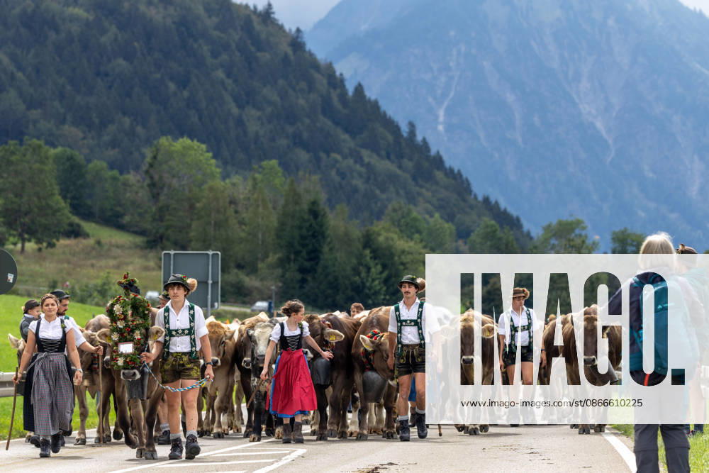 Viehscheid in Schöllang Rinder laufen bei der Viehscheid in Oberstdorf-Schöllang ins Tal. Im Allgäu wird der Almabtrieb Viehscheid genannt., Oberstdorf Bayern Deutschland