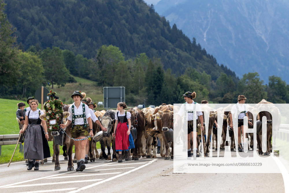 Viehscheid in Schöllang Rinder laufen bei der Viehscheid in Oberstdorf-Schöllang ins Tal. Im Allgäu wird der Almabtrieb Viehscheid genannt., Oberstdorf Bayern Deutschland