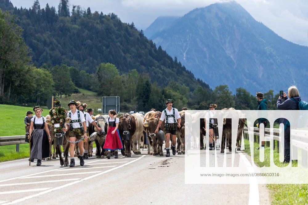 Viehscheid in Schöllang Rinder laufen bei der Viehscheid in Oberstdorf-Schöllang ins Tal. Im Allgäu wird der Almabtrieb Viehscheid genannt., Oberstdorf Bayern Deutschland