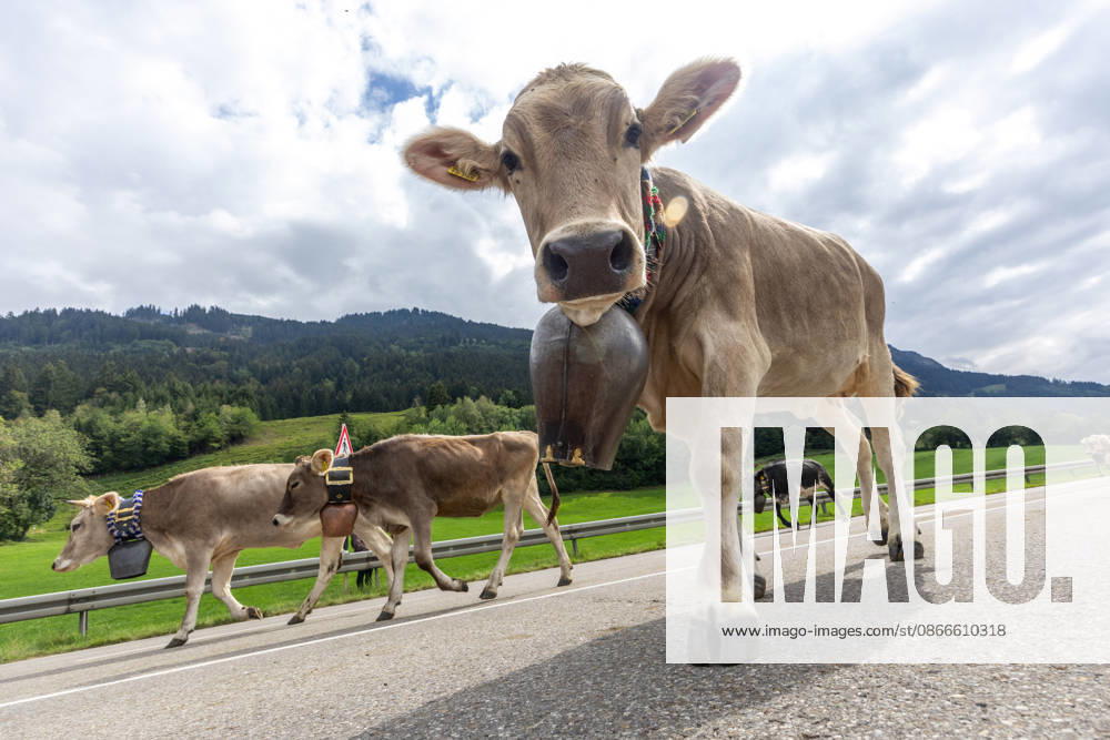 Viehscheid in Schöllang Rinder laufen bei der Viehscheid in Oberstdorf-Schöllang ins Tal. Im Allgäu wird der Almabtrieb Viehscheid genannt., Oberstdorf Bayern Deutschland