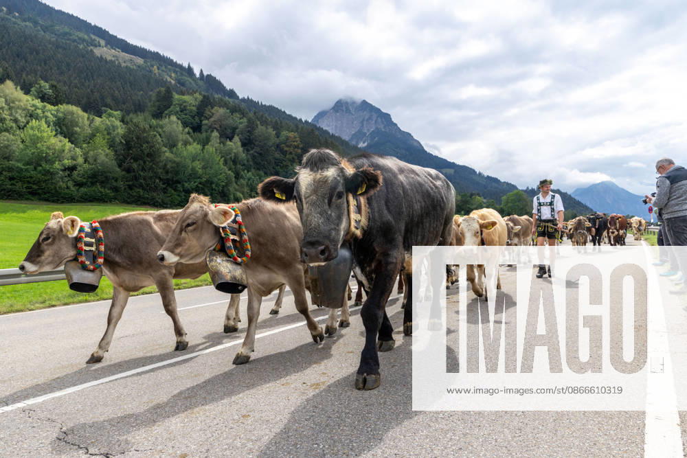 Viehscheid in Schöllang Rinder laufen bei der Viehscheid in Oberstdorf-Schöllang ins Tal. Im Allgäu wird der Almabtrieb Viehscheid genannt., Oberstdorf Bayern Deutschland