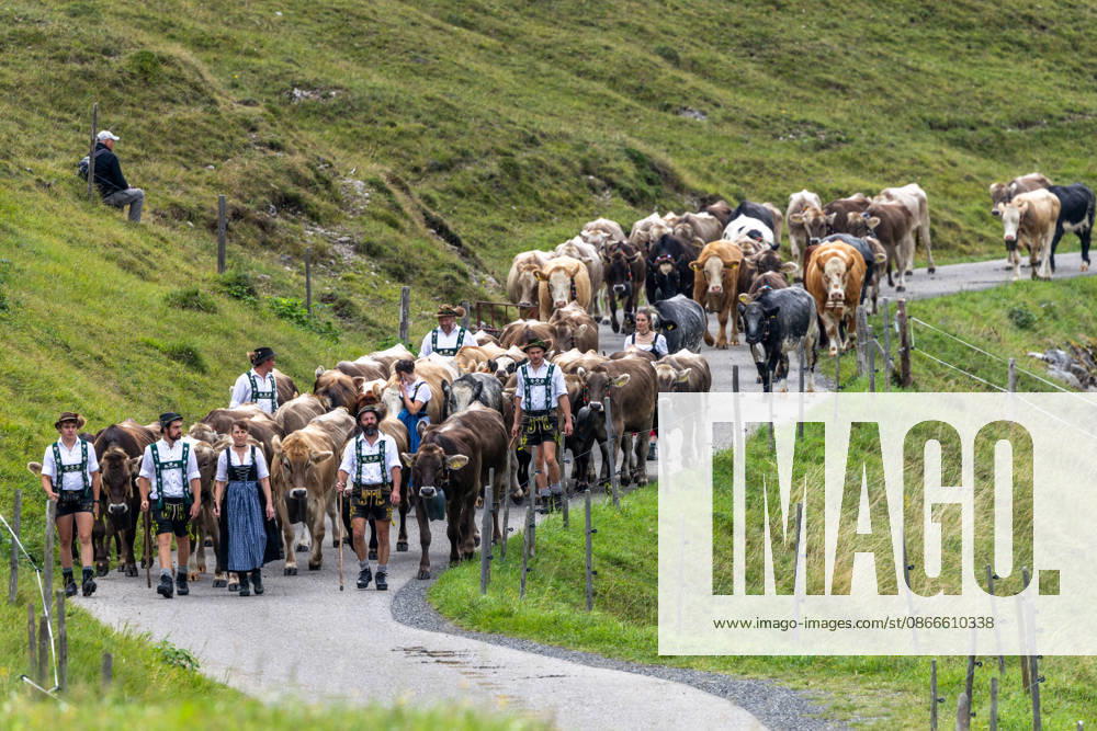 Viehscheid in Schöllang Rinder laufen bei der Viehscheid in Oberstdorf-Schöllang ins Tal. Im Allgäu wird der Almabtrieb Viehscheid genannt., Oberstdorf Bayern Deutschland