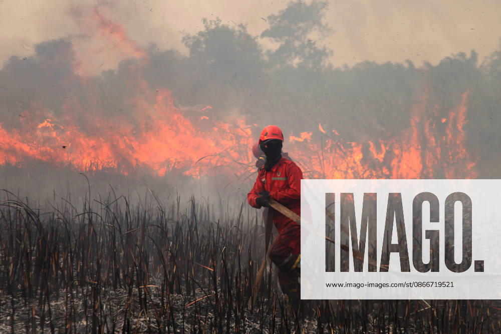 Wildfire In Sumatera, Indonesia An Indonesian Manggala Agni firefighter works to extinguish wildfires in Sungai Rambutan, Ogan Ilir Regency, South Sumatra, Indonesia, on September 12, 2026. El Nino conditions are contributing to wildfires across Indonesia, which have caused respiratory illnesses in approximately 113,336 people, according to the country s health officials. High-intensity wildfires on the islands of Borneo and Sumatra are worsening air quality and affecting neighboring countries in Southeast Asia, including Malaysia, Singapore and the Philippines. Ogan ilir Indonesia