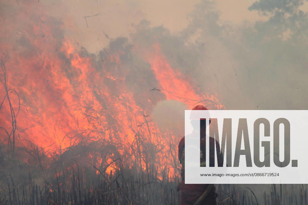 Wildfire In Sumatera, Indonesia An Indonesian Manggala Agni firefighter works to extinguish wildfires in Sungai Rambutan, Ogan Ilir Regency, South Sumatra, Indonesia, on September 12, 2026. El Nino conditions are contributing to wildfires across Indonesia, which have caused respiratory illnesses in approximately 113,336 people, according to the country s health officials. High-intensity wildfires on the islands of Borneo and Sumatra are worsening air quality and affecting neighboring countries in Southeast Asia, including Malaysia, Singapore and the Philippines. Ogan ilir Indonesia
