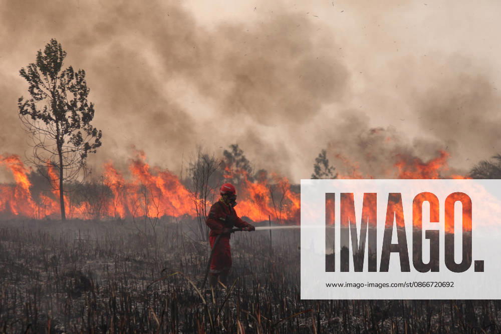 Firefighters battle forest fires in Indonesia s South Sumatra OGAN ILIR, INDONESIA - SEPTEMBER 12 : Indonesian firefighter from Manggala Agni tried to extinguish wildfires at Sungai Rambutan Regency in Ogan Ilir, South Sumatera, Indonesia on September 12, 2026. El Nino conditions are helping to fuel wildfires across Indonesia, leaving some 113,336 people respiratory illnesses according to the country’s health officials. High-intensity wildfires on Indonesia’s Borneo and Sumatra islands are worsening air quality and affecting neighbouring countries in South East Asia, including Malaysia, Singapore and the Philippines. Muhammad Fajri Anadolu Ogan ilir Indonesia. Editorial use only. Please get in touch for any other usage.