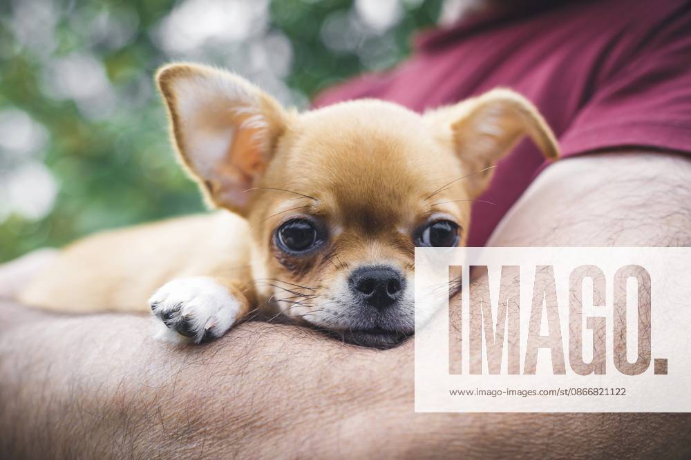 Kleiner hellbrauner Chihuahua Welpe, der in den Armen einer Person ruht, ruhig und geborgen aussieht, Konzept von Liebe, Fürsorge, Kameradschaft, Tieradoption und Mensch Tier Bindung Small tan Chihuahua puppy resting in a person s arms, looking calm and secure, concept of love, care, companionship, pet adoption, and human-animal bond