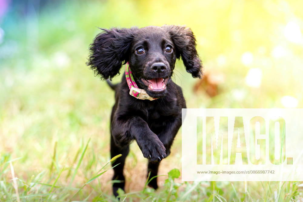 A happy black puppy with floppy ears runs toward the camera Madrid, Community of Madrid, Spain R_ALGE260914-2128204-01 ,model released, Symbolfoto ,property released