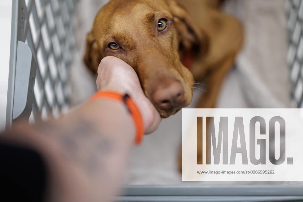 Hund im Supermarkt - Magyar Vizsla-Hündin *Maddalena* sitzt noch etwas skeptisch am 16.09.2026 in einem Conad-Supermarkt in Lucca (Toskana, Italien) in einem speziell für Hunde vorgesehenen Einkaufswagen. In einigen hundefreundlichen italienischen Supermärkten besteht die Möglichkeit, Hunde in speziellen Einkaufswagen mitzuführen, während der Zutritt zu deutschen Lebensmittelgeschäften meist Assistenzhunden wie Blindenführhunden oder Mobilitätsassistenzhunden vorbehalten ist.