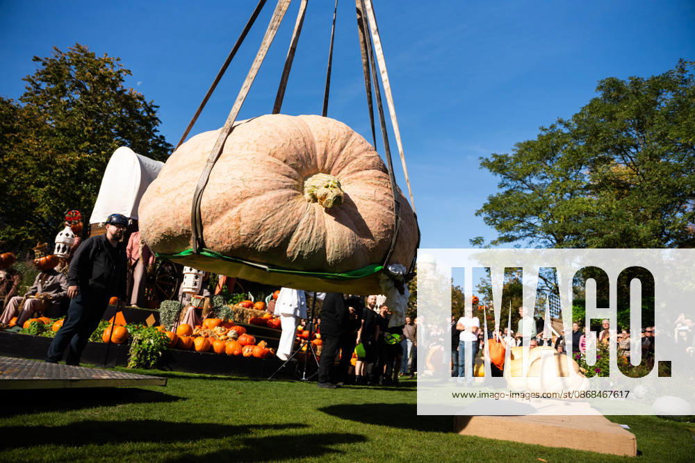 Danish Championship in Giant Pumpkins Revealed Peter Holst Olsen s giant pumpkin weighing 1198 kg wins the Danish Championship in Giant Pumpkins at Tivoli in Copenhagen on Saturday, October 3, 2026. (Photo: Emil Nicolai Helms Scanpix 2026) , Copenhagen Denmark