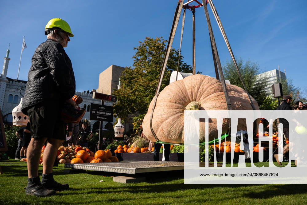 Danish Championship in Giant Pumpkins Revealed Peter Holst Olsen s giant pumpkin weighing 1198 kg wins the Danish Championship in Giant Pumpkins at Tivoli in Copenhagen on Saturday, October 3, 2026. (Photo: Emil Nicolai Helms Scanpix 2026) , Copenhagen Denmark