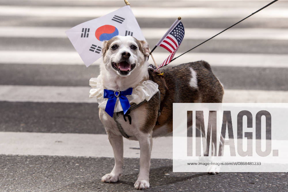 A dog dressed in Korean and American flags smiles for the camera during the 2026 NYC Korean parade. New York USA - ZUMAh214 20261003_znp_h214_040