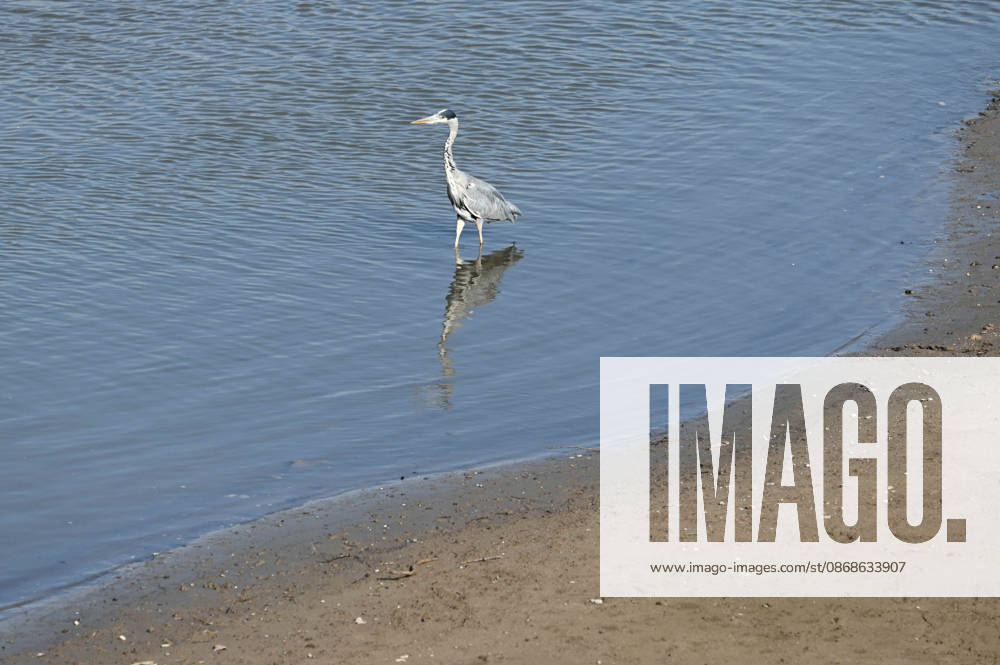 Das Niedrigwasser im Duesseldorfer Hafen hat eine grosse Sandbank freigelegt, Steine und Sand am Ufer, Hafenbecken A, ein Graureiher auf der Jagd nach Fisch, Duesseldorf am 05.10.2026,