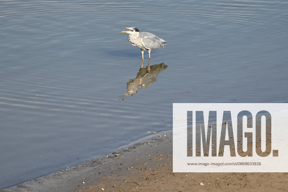Das Niedrigwasser im Duesseldorfer Hafen hat eine grosse Sandbank freigelegt, Steine und Sand am Ufer, Hafenbecken A, ein Graureiher auf der Jagd nach Fisch, Duesseldorf am 05.10.2026,