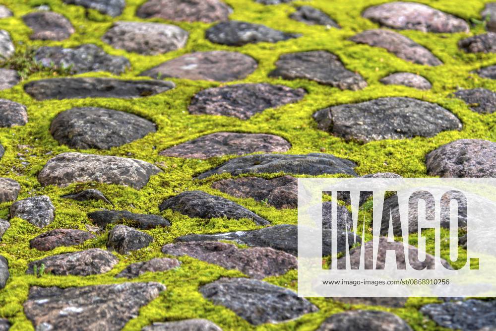 Runde Steine verschränken sich und bilden einen Weg. Lebendiges grünes Moos füllt Raum zwischen Steinen Round stones interlock creating pathway. Vibrant green moss fills space between stones